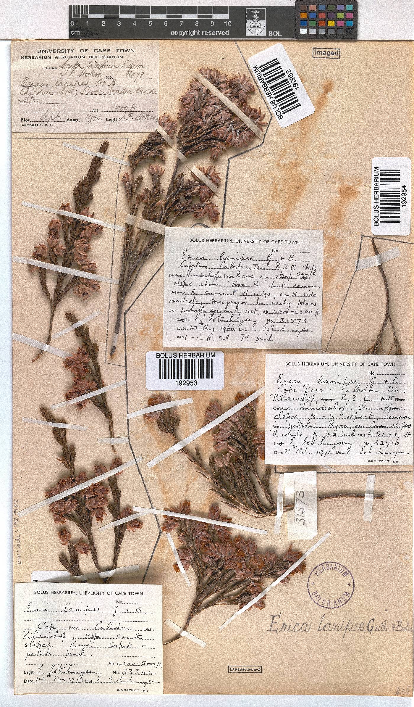 Erica lanipes image