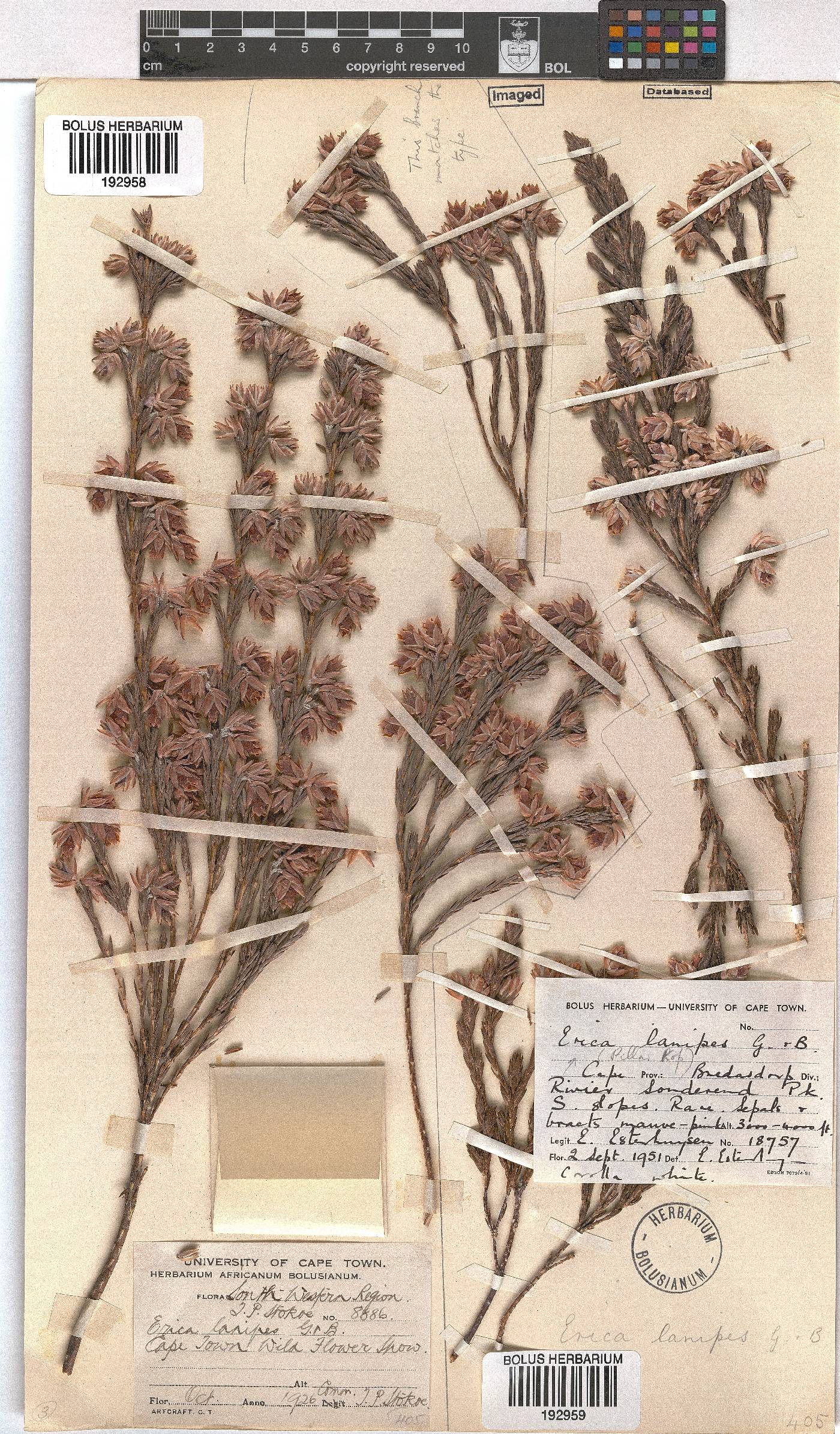 Erica lanipes image