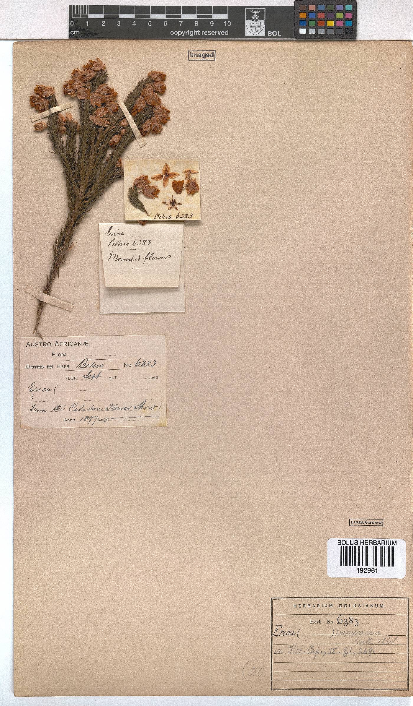 Erica papyracea image