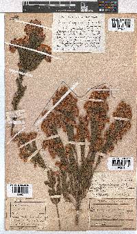 Erica papyracea image