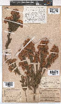 Erica papyracea image