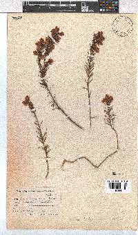 Erica holosericea image