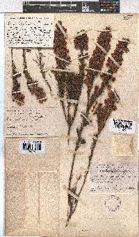 Erica holosericea image