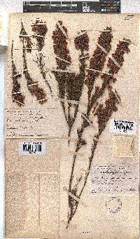 Erica holosericea image