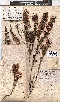 Erica holosericea image