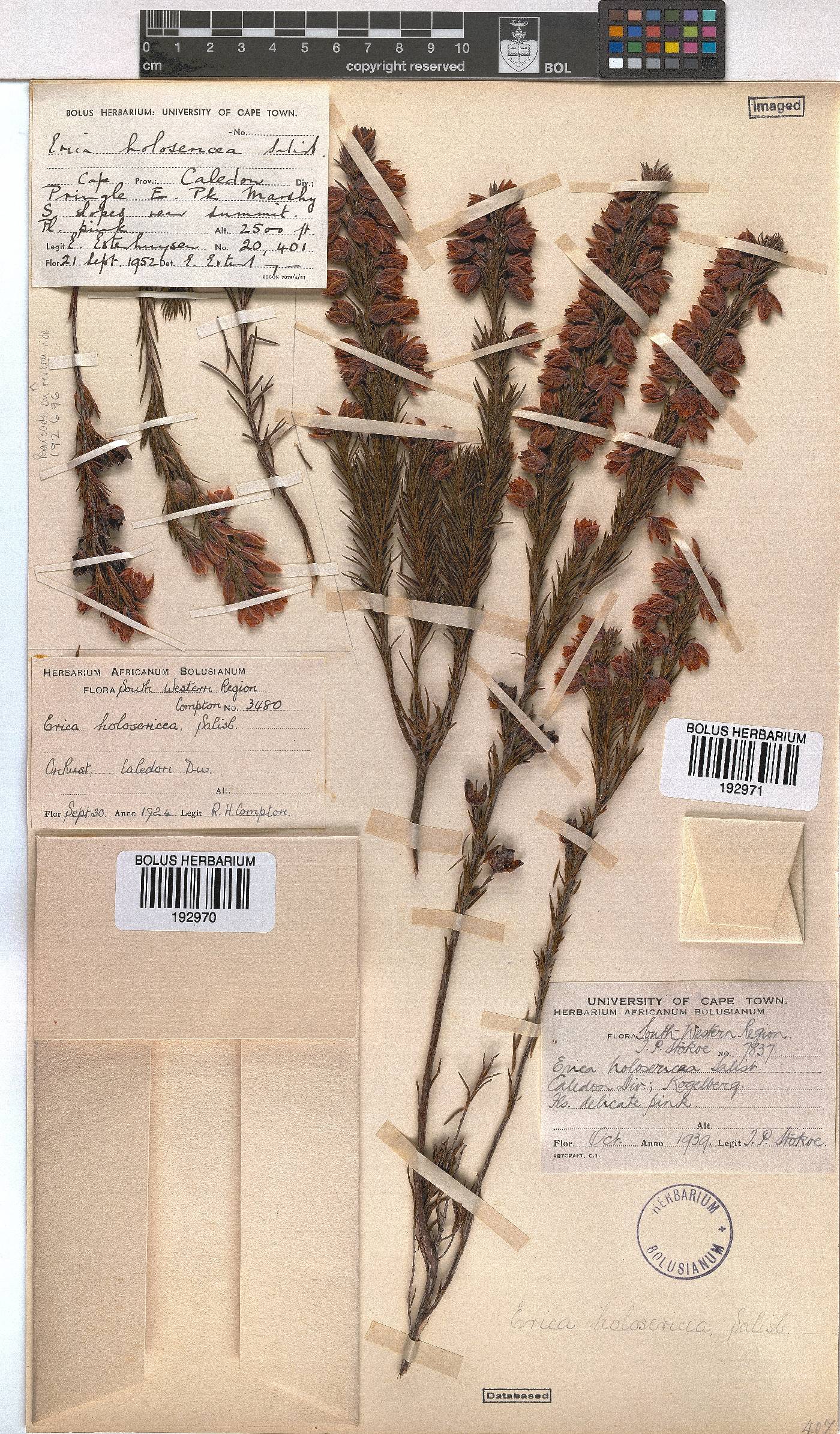 Erica holosericea image