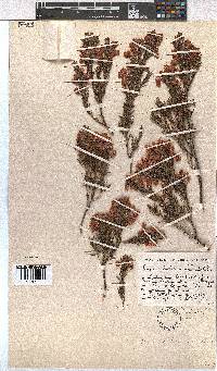 Erica holosericea image