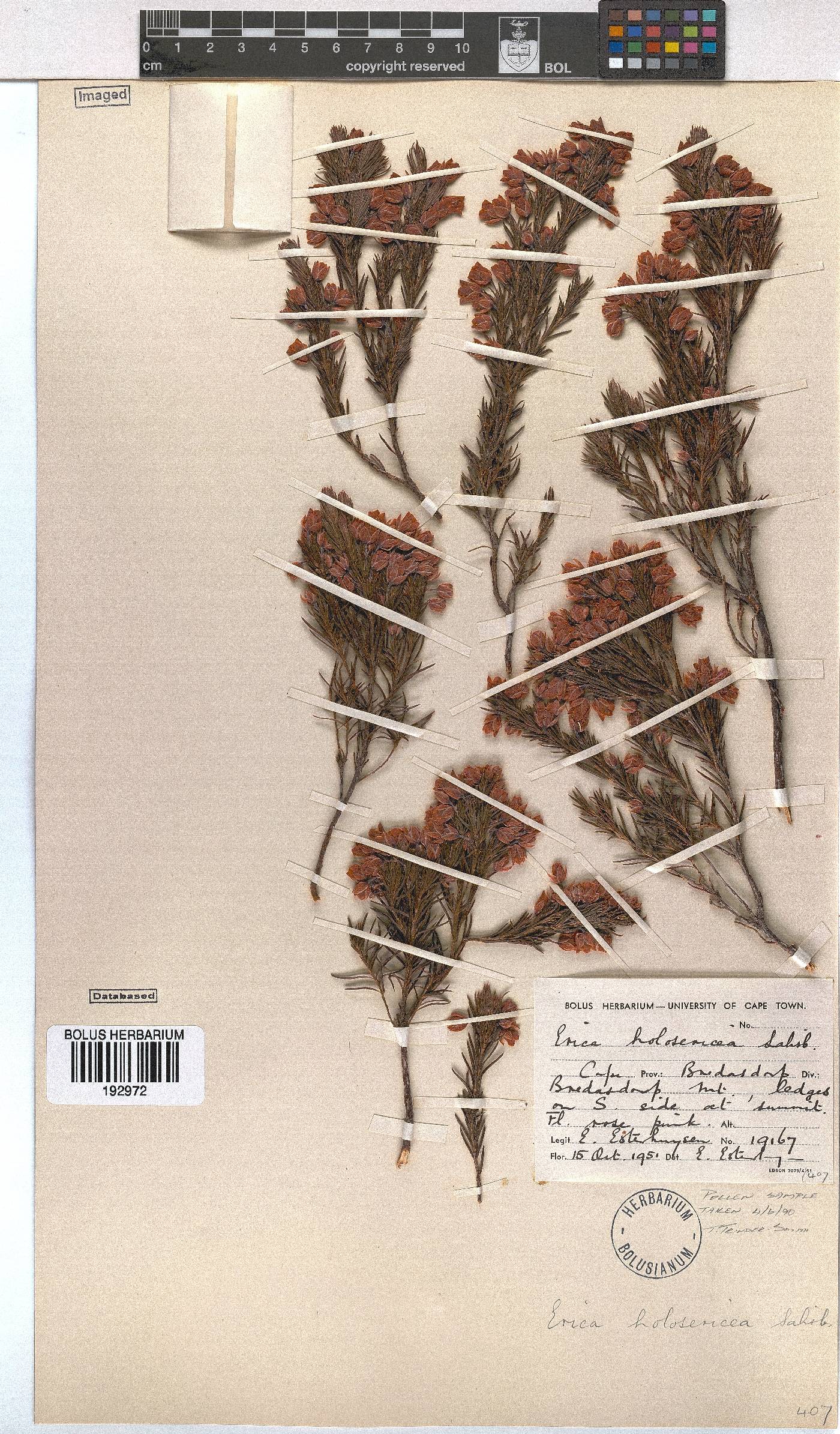Erica holosericea image