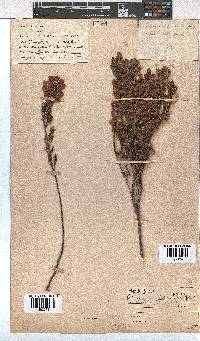 Erica holosericea image