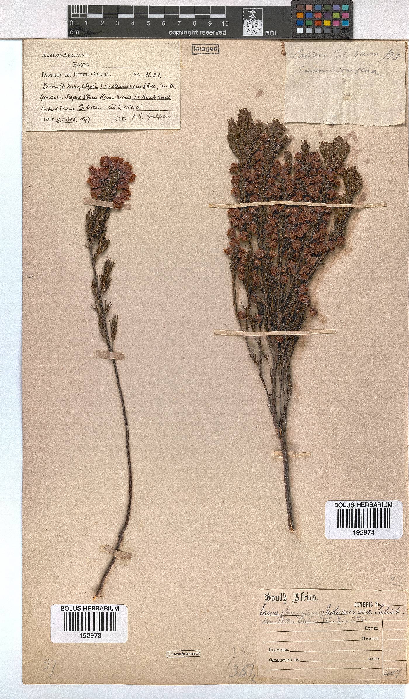 Erica holosericea image