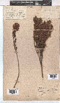 Erica holosericea image