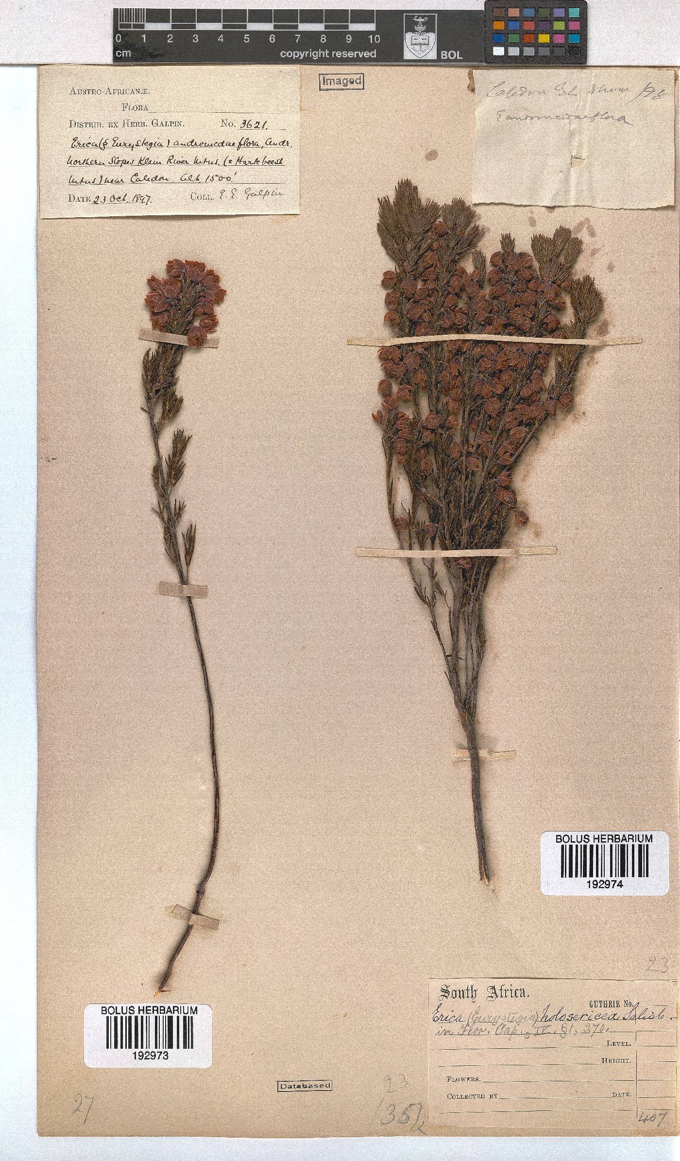 Erica holosericea image