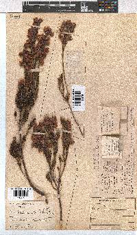 Erica holosericea image