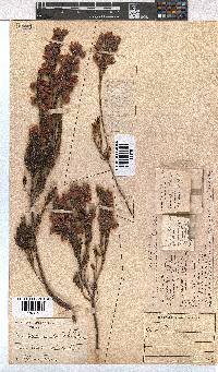 Erica holosericea image