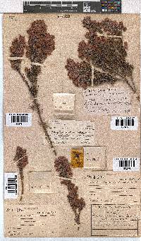 Erica holosericea image