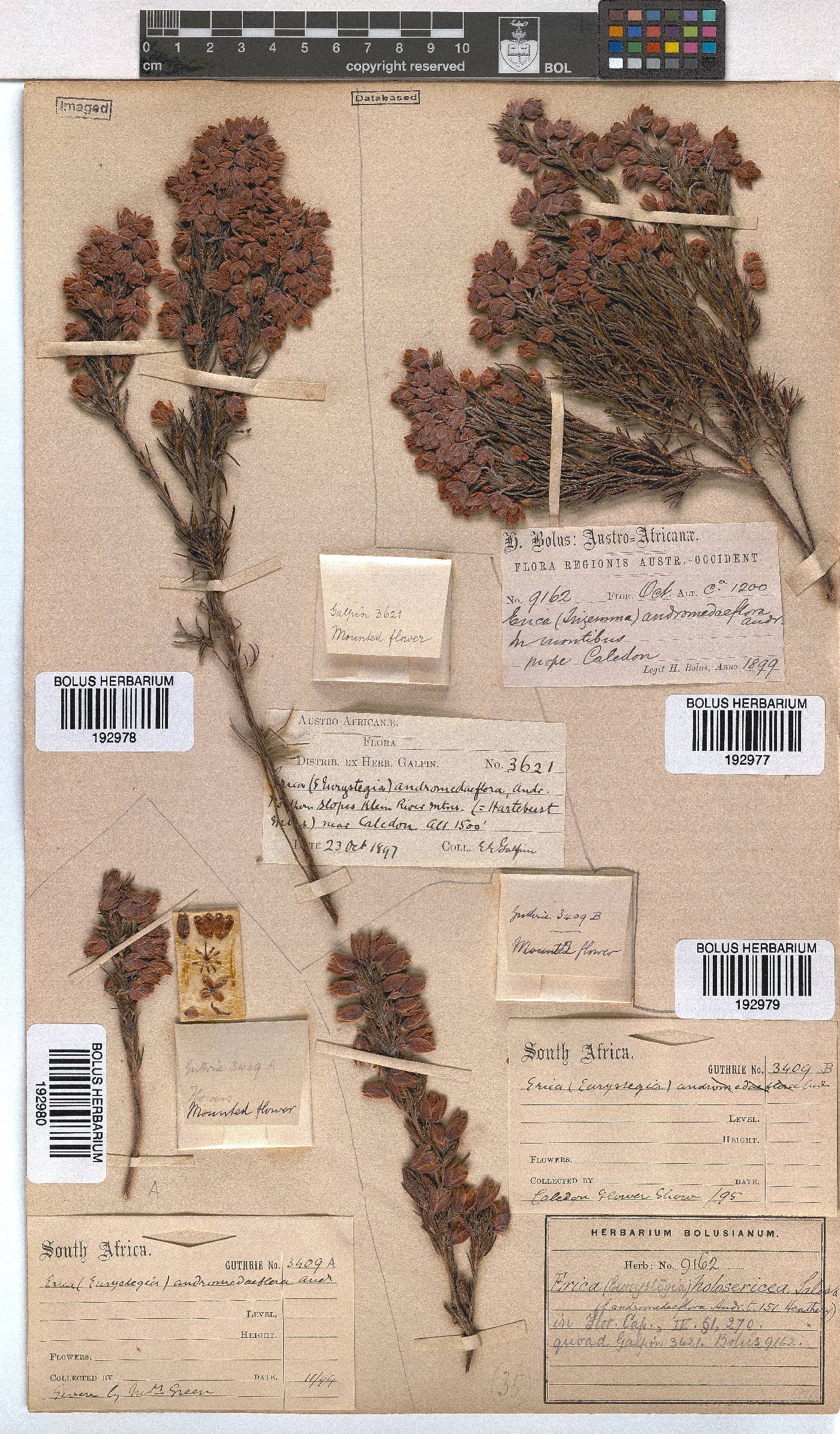 Erica holosericea image