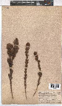 Erica holosericea image