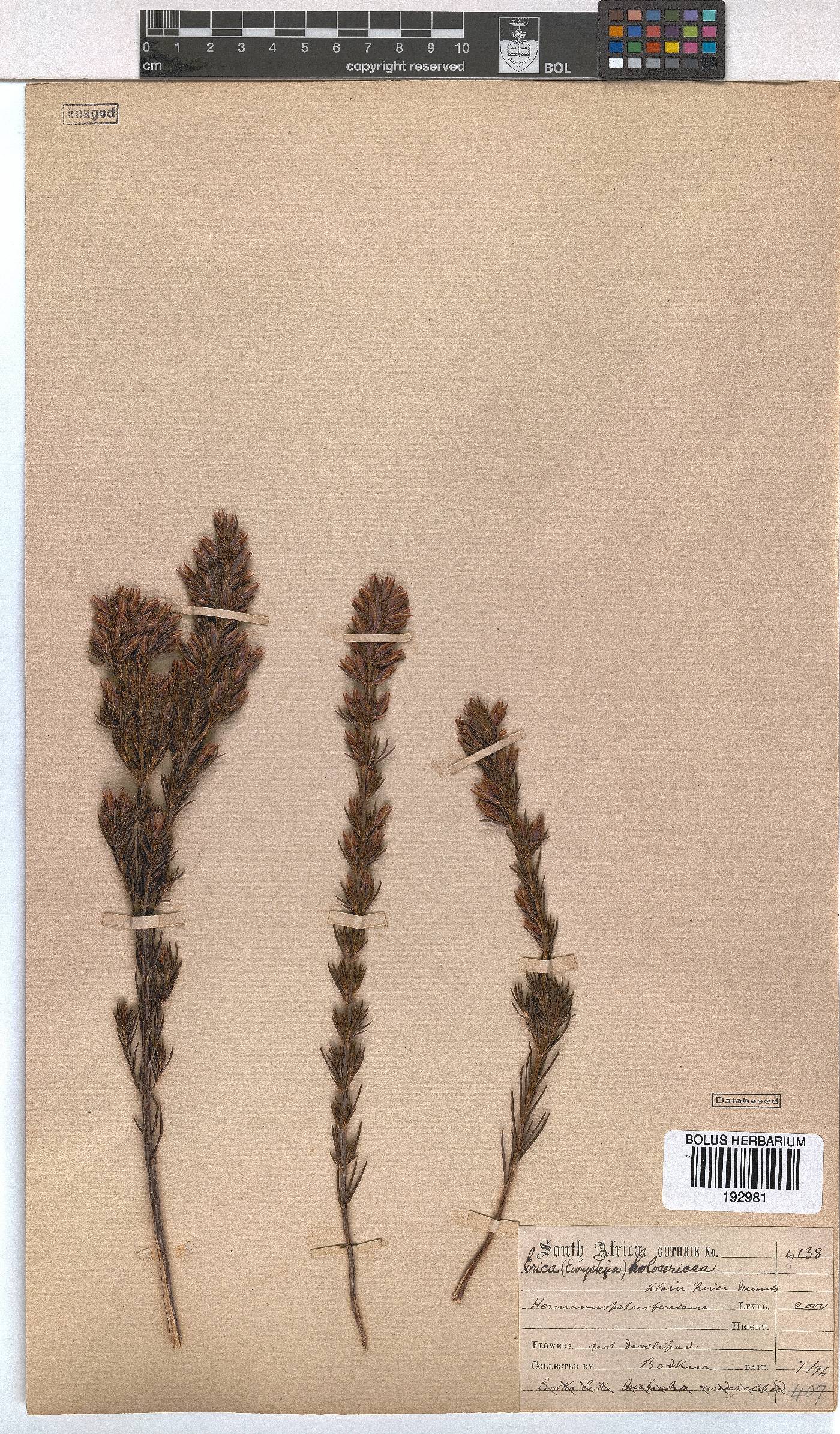 Erica holosericea image