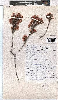 Erica holosericea image