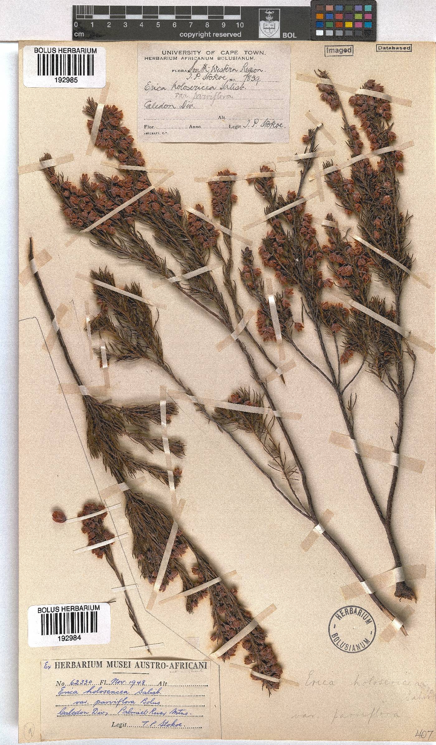 Erica holosericea var. parviflora image