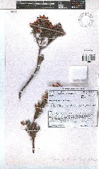 Erica grisbrookii image