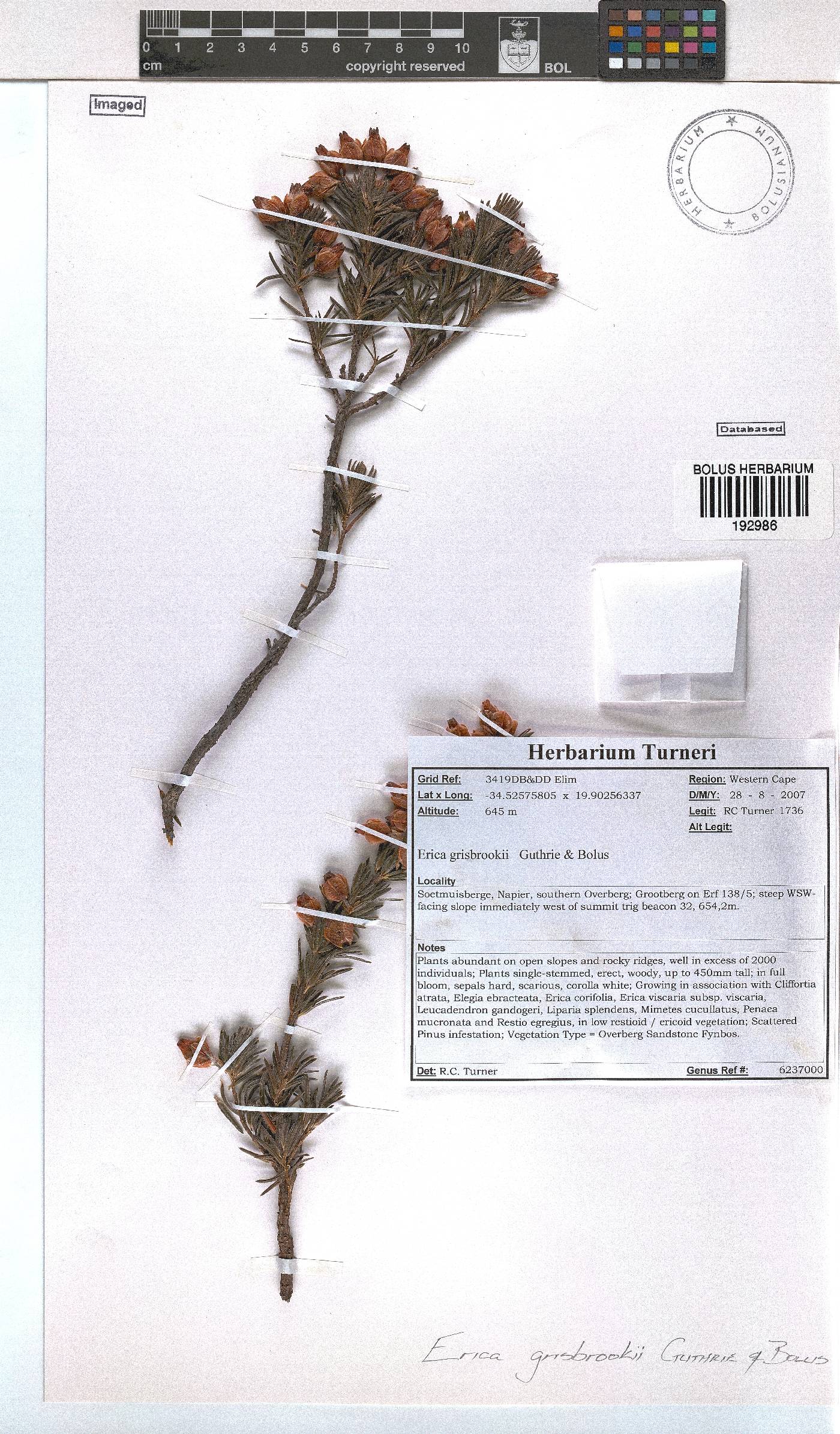 Erica grisbrookii image