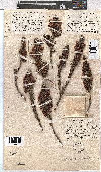 Erica grisbrookii image