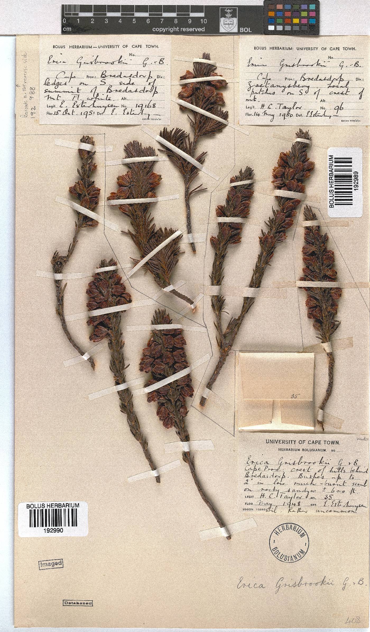 Erica grisbrookii image