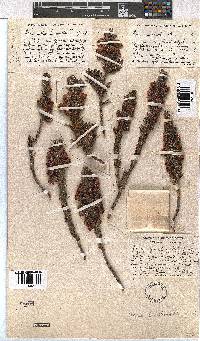 Erica grisbrookii image