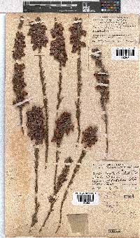 Erica grisbrookii image