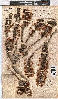 Erica excavata image