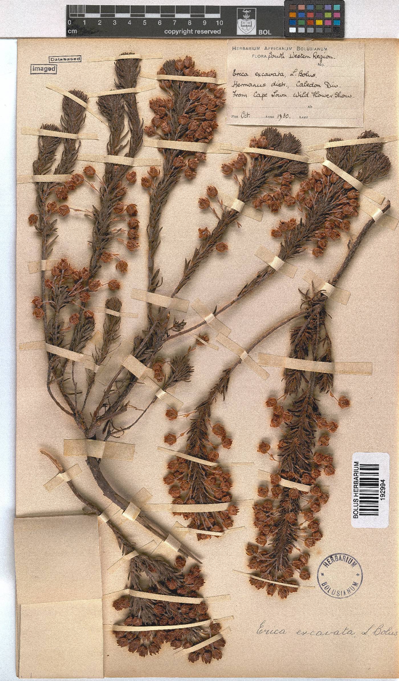 Erica excavata image