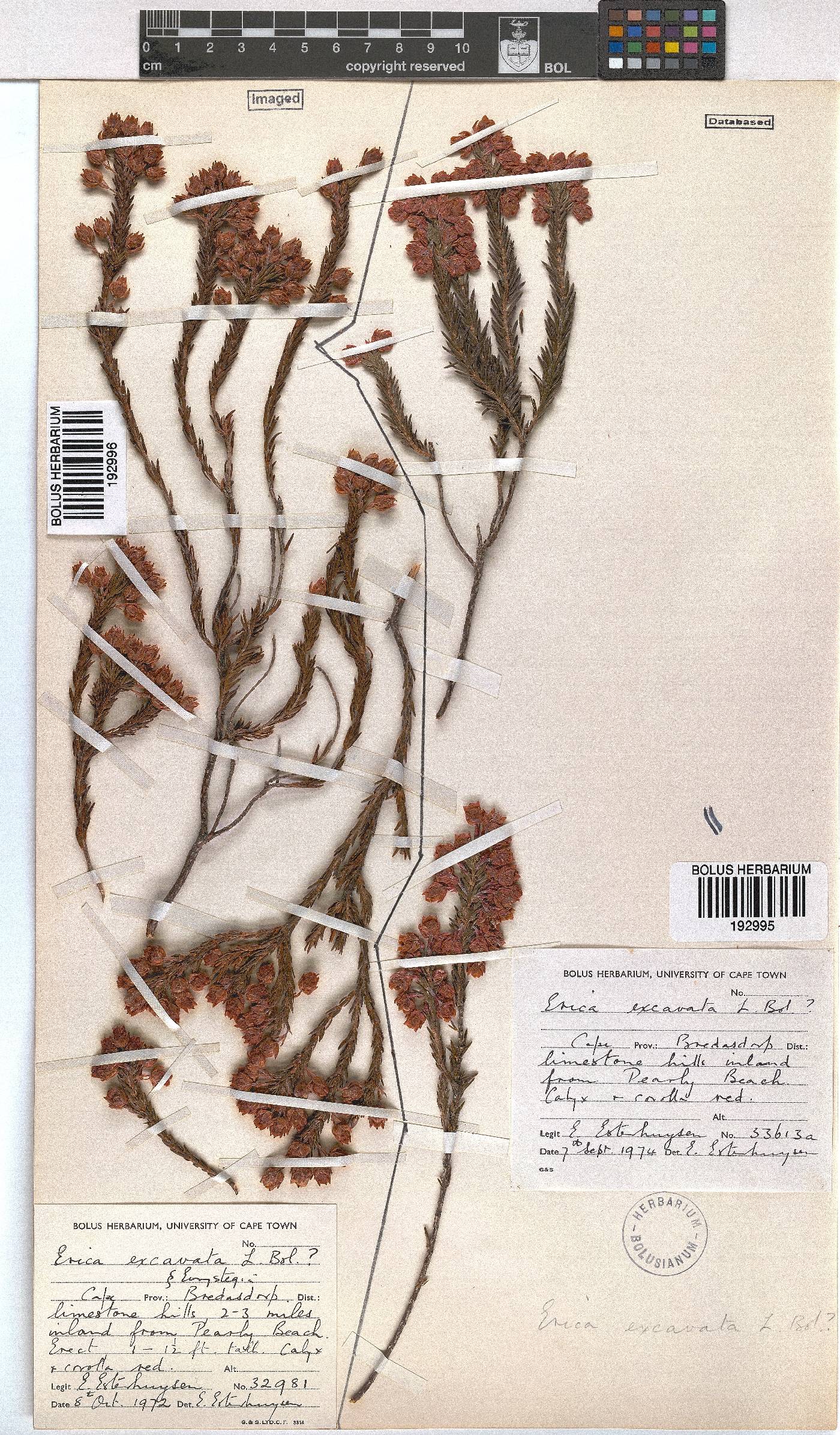 Erica excavata image