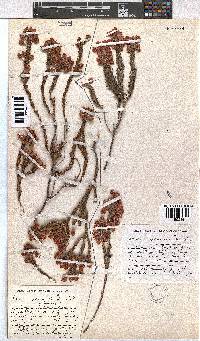 Erica excavata image