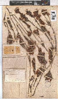 Erica excavata image