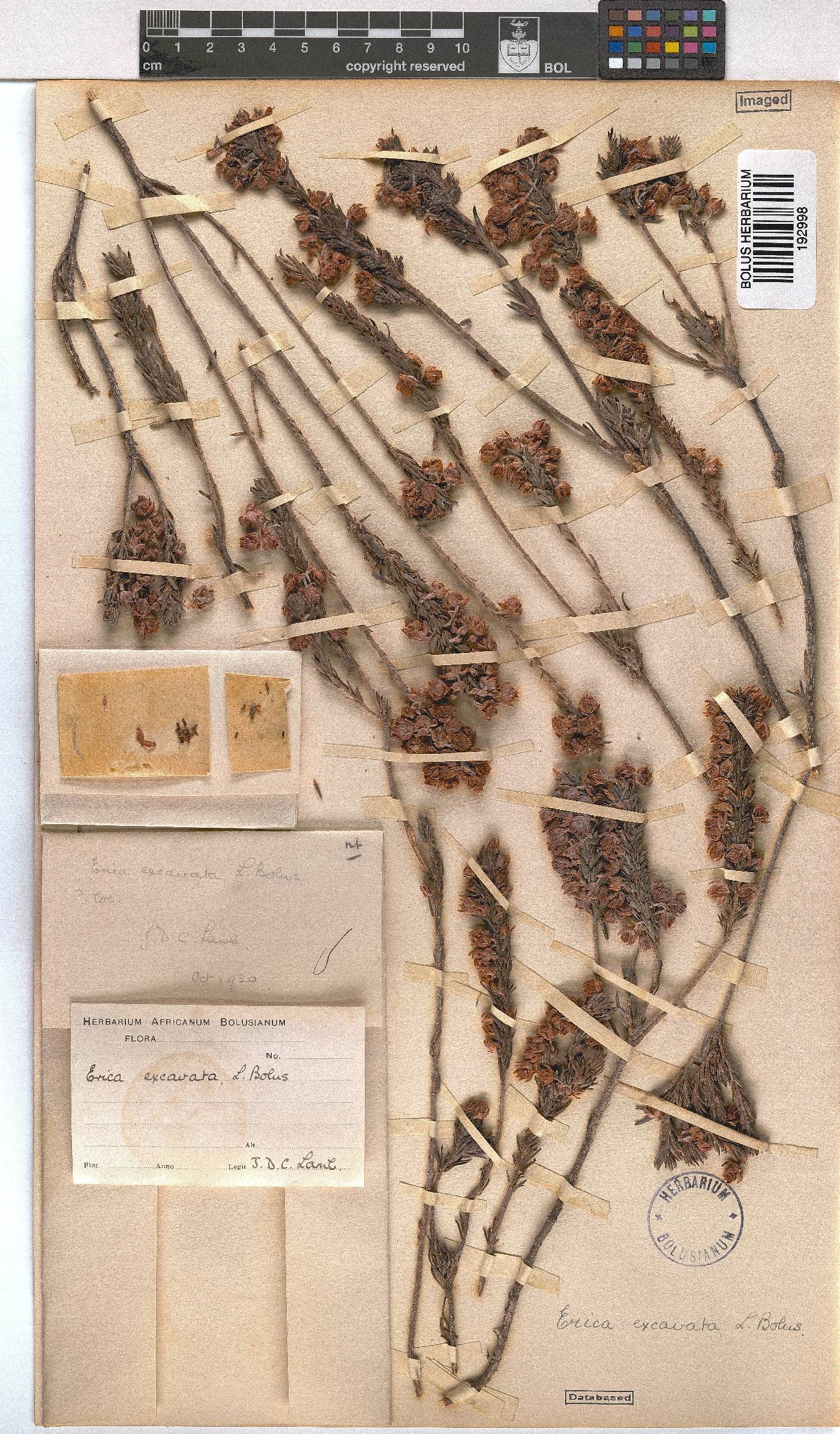 Erica excavata image