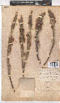 Erica goatcheriana image