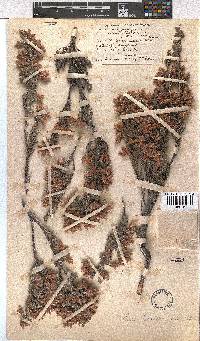 Erica goatcheriana image