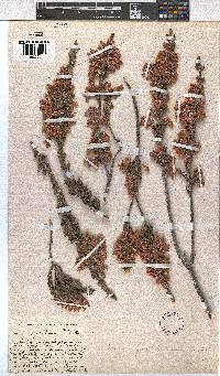 Erica goatcheriana image