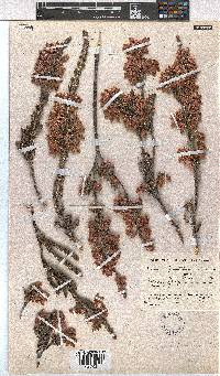 Erica goatcheriana image