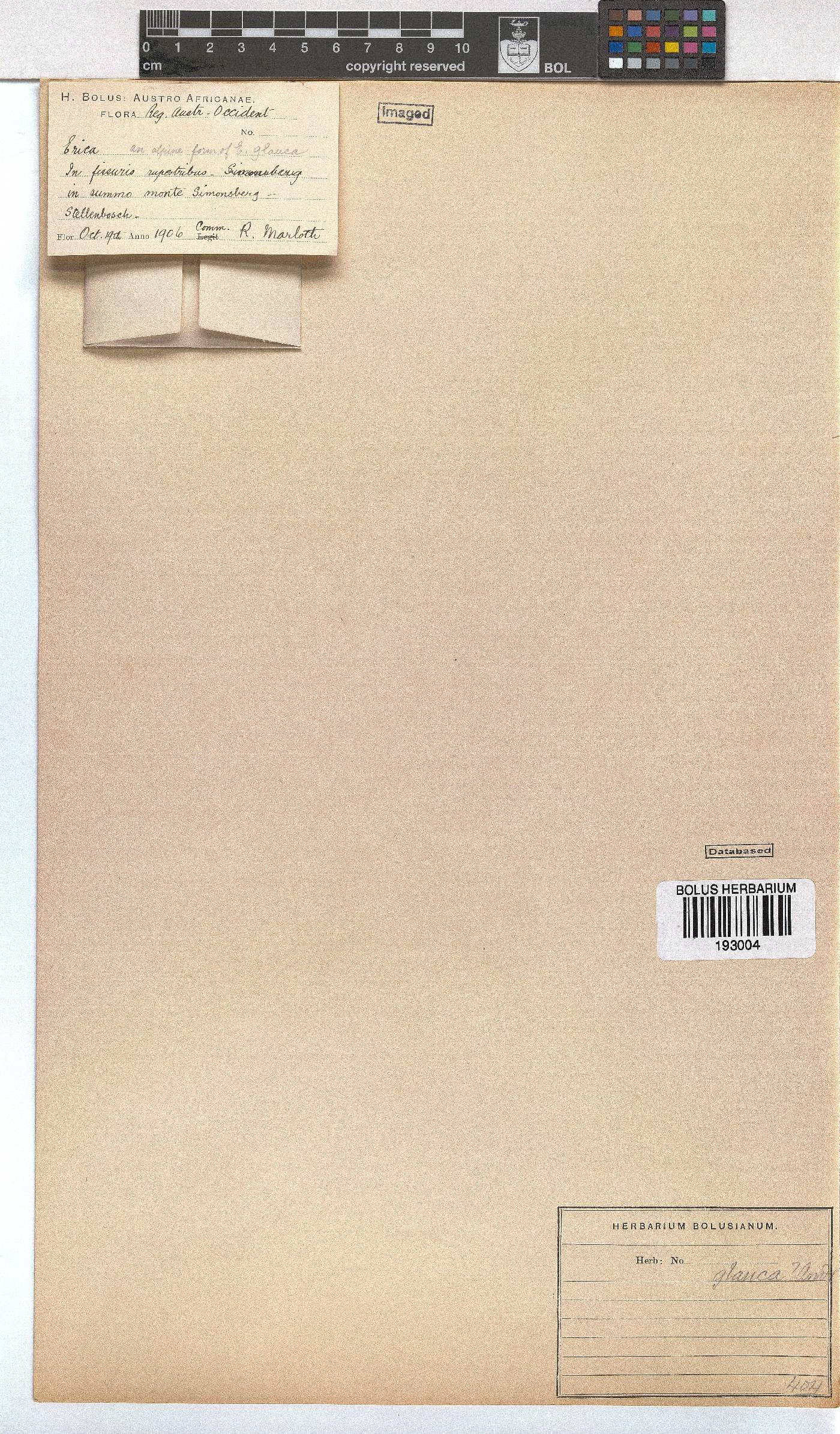 Erica goatcheriana var. petrensis image