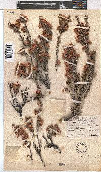 Erica goatcheriana image