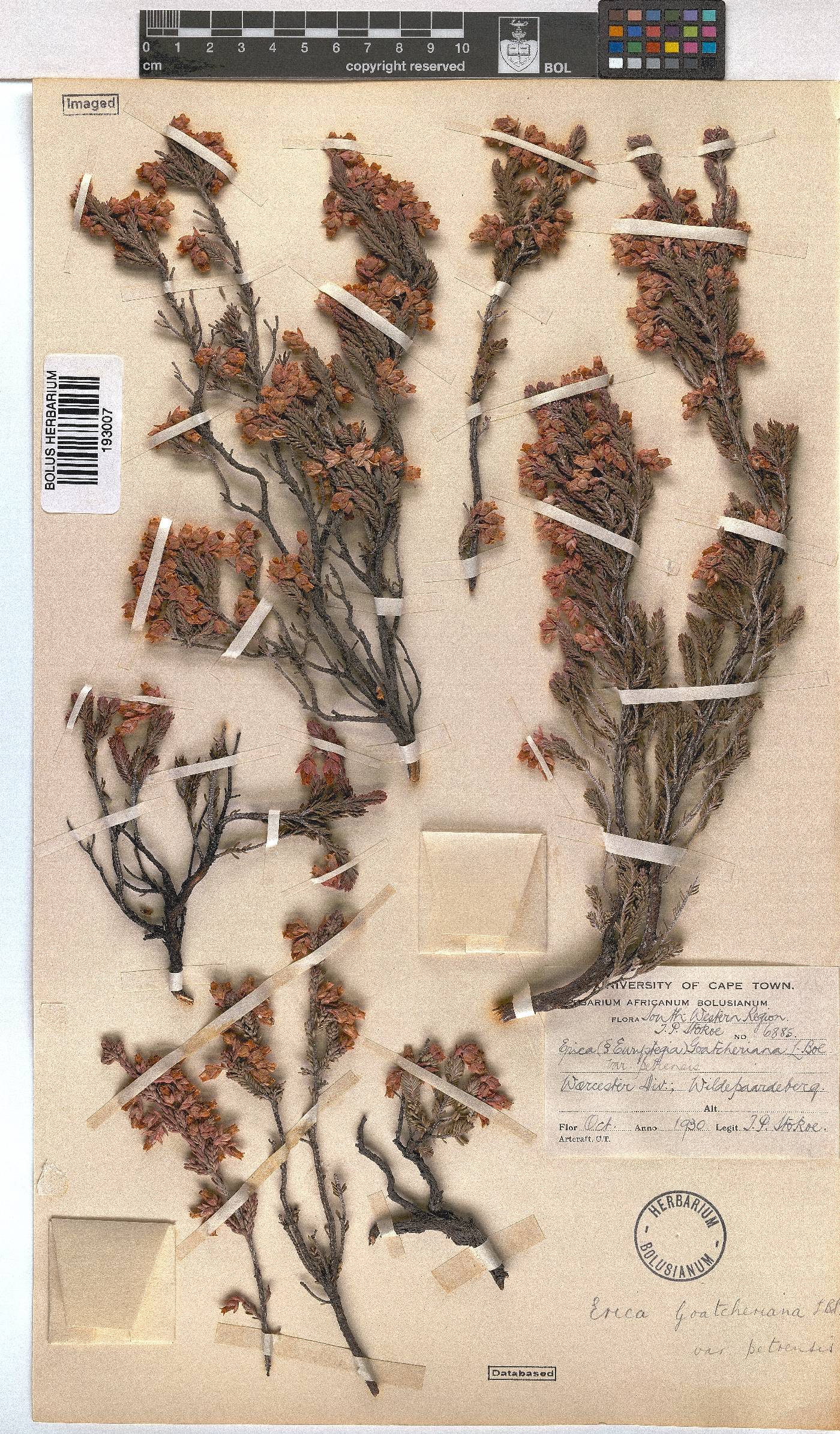 Erica goatcheriana var. petrensis image