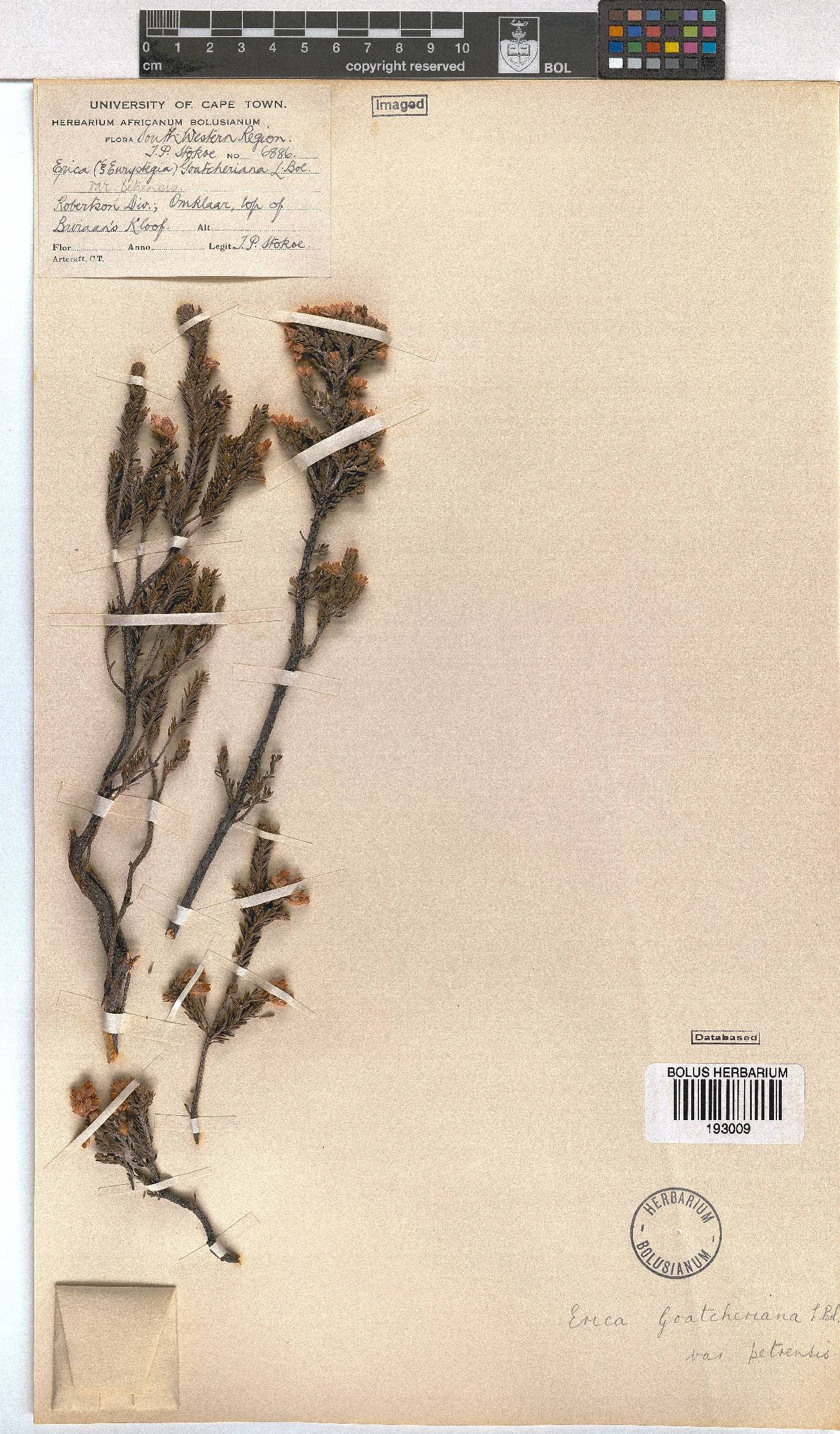 Erica goatcheriana image