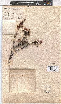 Erica goatcheriana image