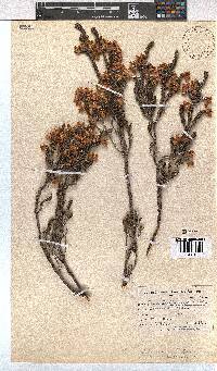 Erica goatcheriana image