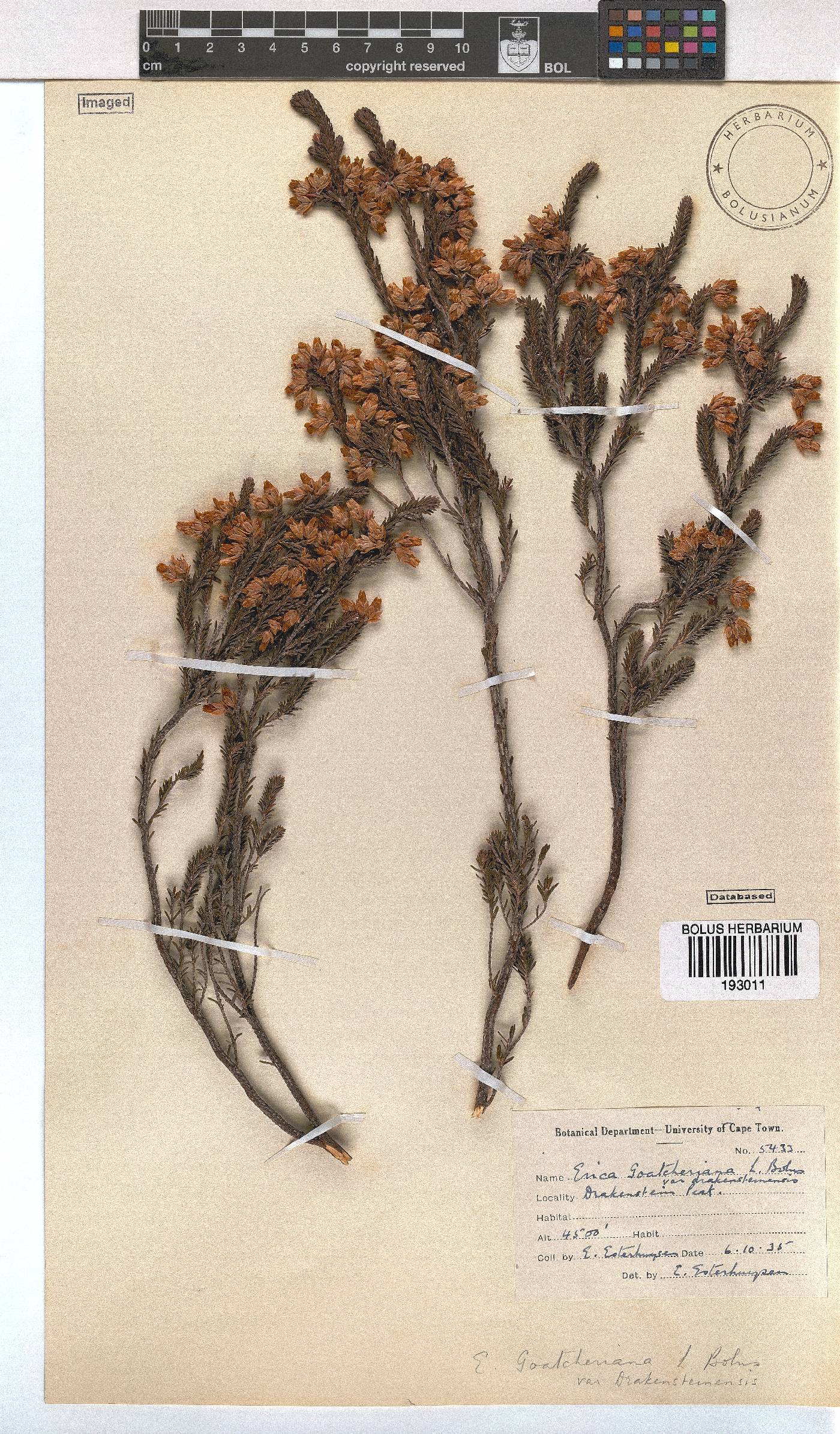 Erica goatcheriana var. drakensteinensis image