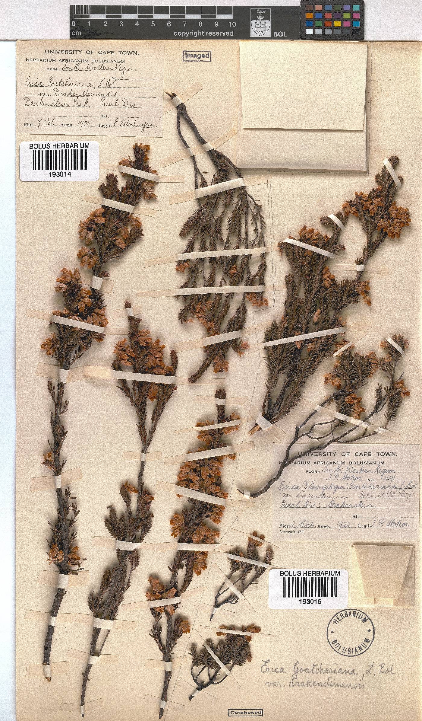 Erica goatcheriana var. drakensteinensis image