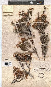 Erica goatcheriana var. drakensteinensis image