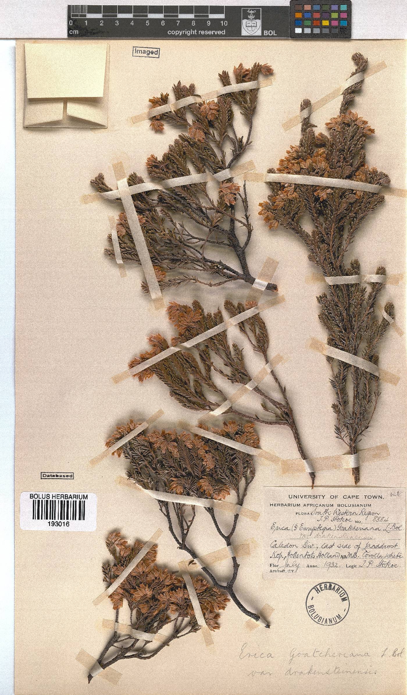 Erica goatcheriana image